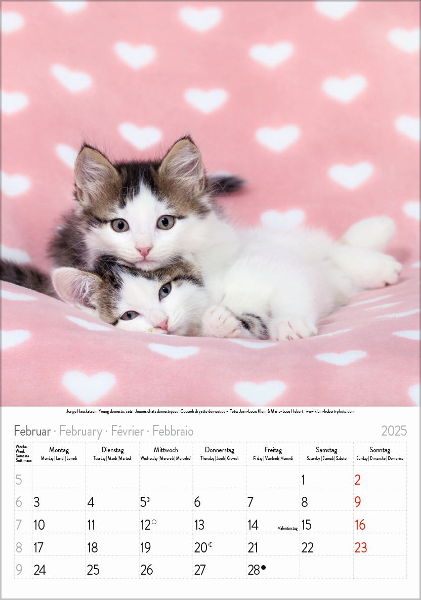 Großer farbiger Katzenkalender