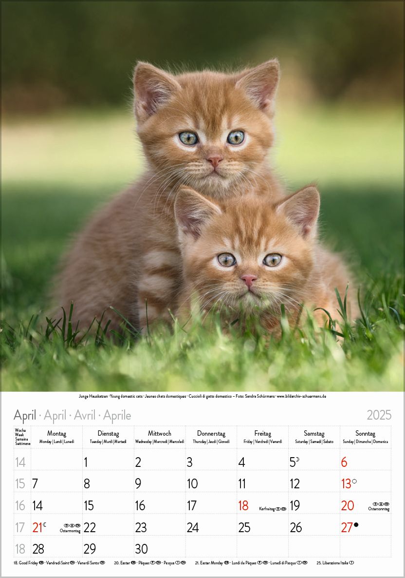Großer farbiger Katzenkalender