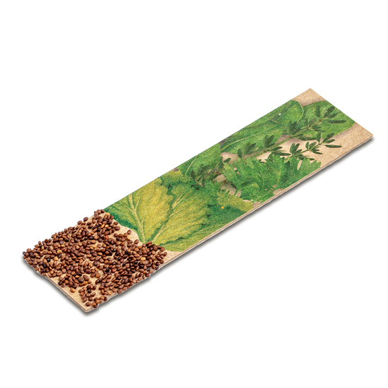 Kräuter-Stick mit Samen - Basilikum