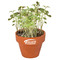 Logo-Topf mit Samen - teracotta - Margerite
