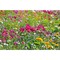 Tontöpfchen-Blume mit Samen - Sommerblumenmischung inkl. Tampondruck
