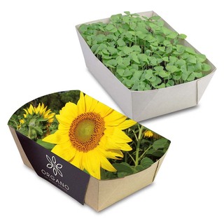 Pflanz-Schale mit Samen - Sonnenblume
