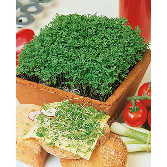 Pflanz-Holz mit Samen (Graspapier-Banderole) - Gartenkresse, 1 Seite gelasert