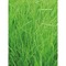 Pflanz-Holz Magnet mit Samen - Gras