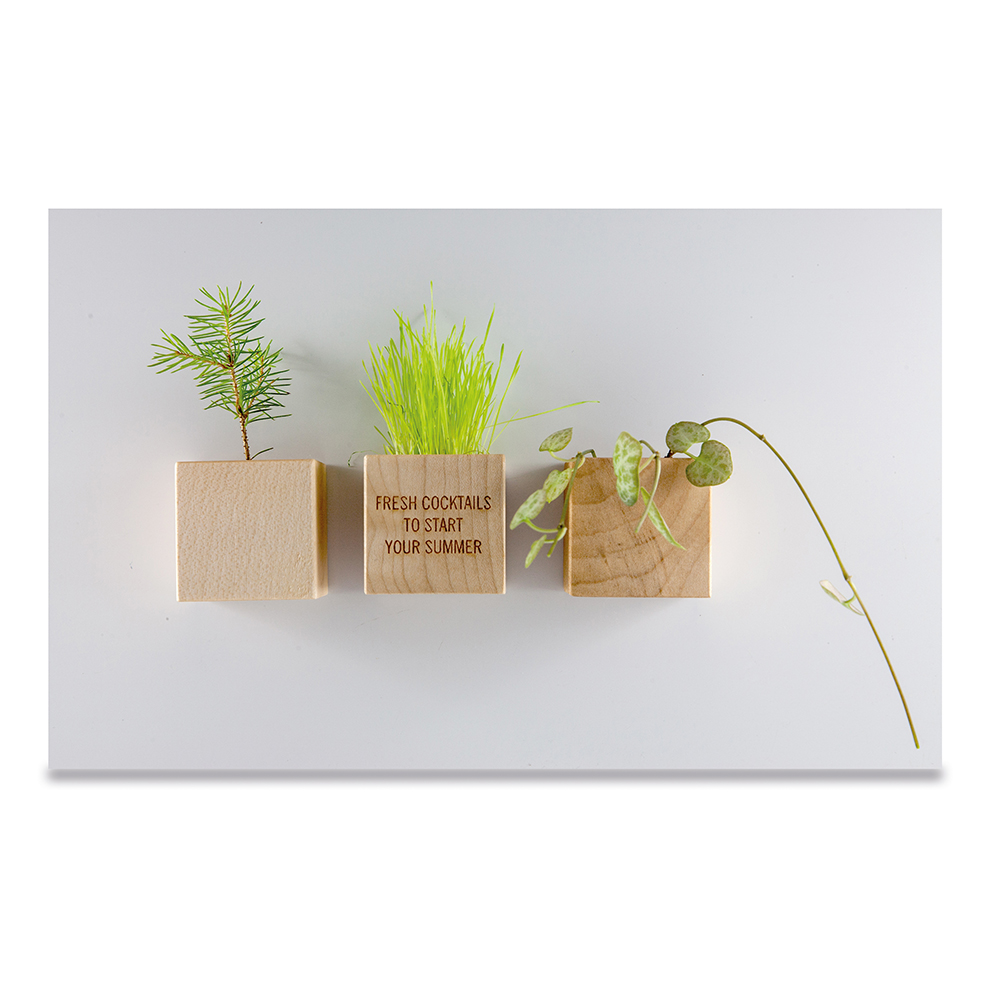 Pflanz-Holz Magnet mit Samen - Persischer Klee