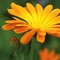 Pflanz-Fässchen mit Samen - Ringelblume, Lasergravur