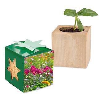 Pflanz-Holz Star-Box mit Samen - Sommerblumenmischung