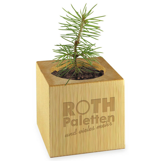 Pflanz-Holz Star-Box mit Samen - Petersilie, 1 Seite gelasert