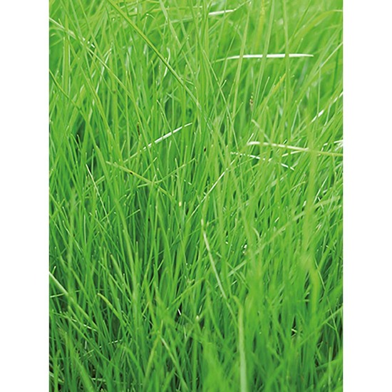 Pflanz-Holz Star-Box mit Samen - Gras, 2 Seiten gelasert