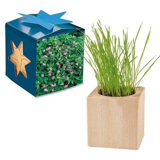 Pflanz-Holz Maxi Star-Box mit Samen - Persischer Klee, 2 Seiten gelasert