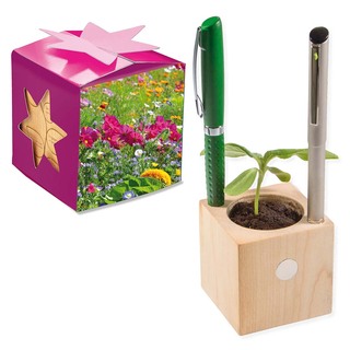 Pflanz-Holz Büro Star-Box mit Samen - Sommerblumenmischung