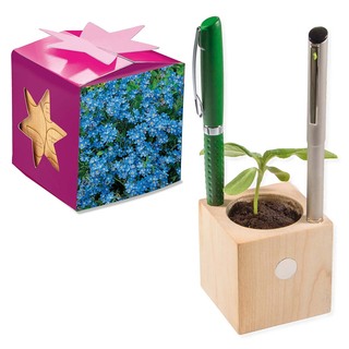 Pflanz-Holz Büro Star-Box mit Samen - Vergissmeinnicht