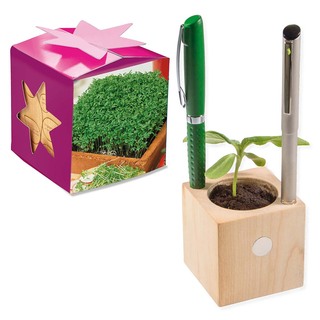 Pflanz-Holz Büro Star-Box mit Samen - Gartenkresse, 2 Seiten gelasert