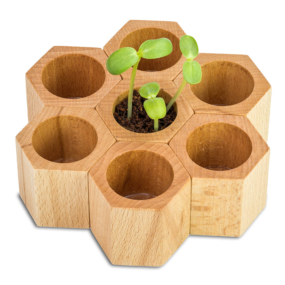 Pflanz-Holz Hexagon mit Samen - Sonnenblume
