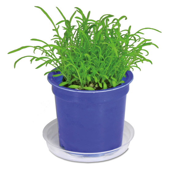Florero-Töpfchen mit Samen - blau - Kräutermischung