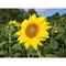 Florero-Töpfchen mit Samen - blau - Sonnenblume