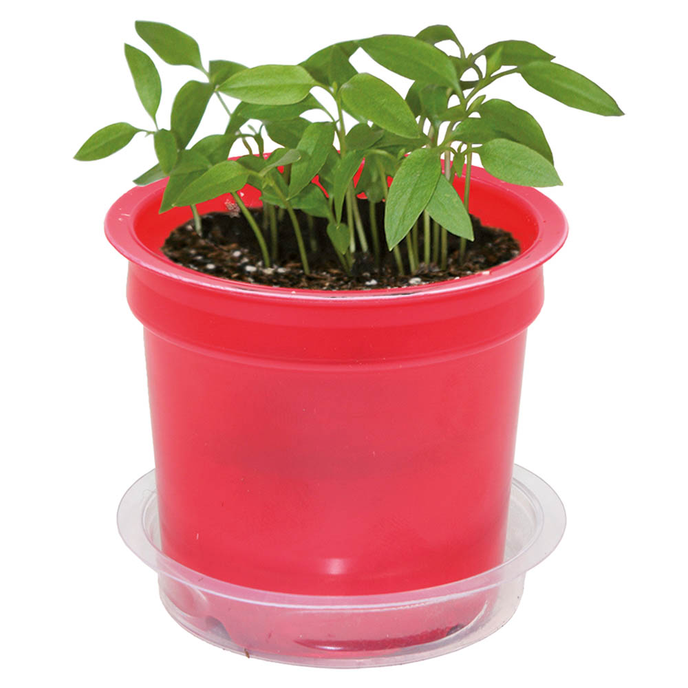 Florero-Töpfchen mit Samen - rot - Sommerblumenmischung