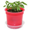 Florero-Töpfchen mit Samen - rot - Sommerblumenmischung