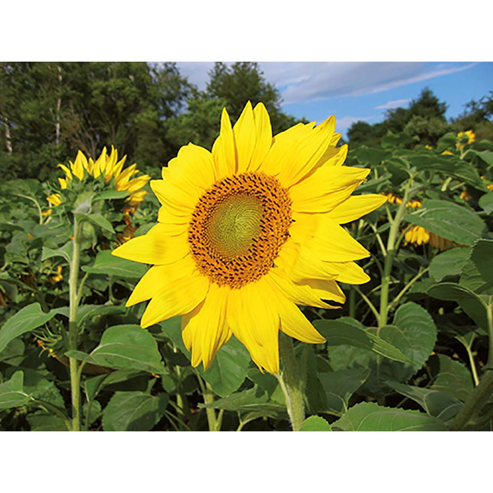 Florero-Töpfchen mit Samen - terracotta - Sonnenblume