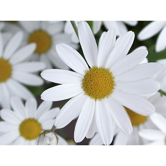 Florero-Töpfchen mit Samen - gold - Margerite