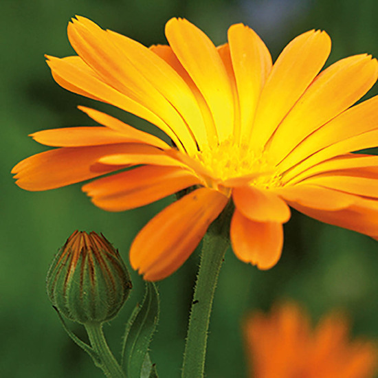 Samen-Briefchen - Ringelblume